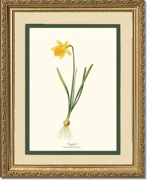 Daffodil