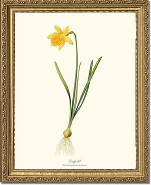 Daffodil | Flower/Floral Art Print