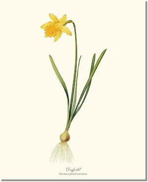Daffodil | Flower/Floral Art Print