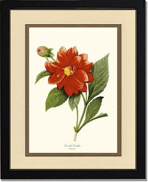 Dahlia