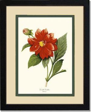 Dahlia