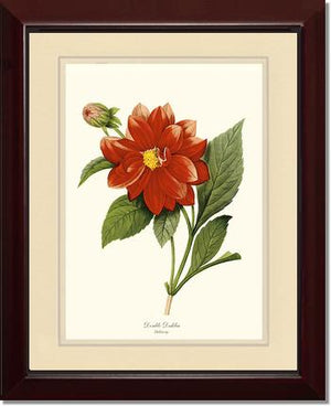 Dahlia