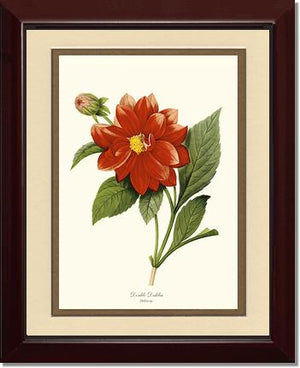 Dahlia