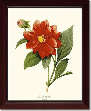 Dahlia