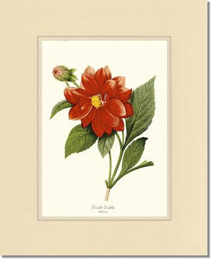 Dahlia