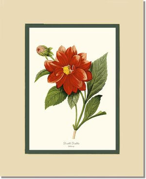 Dahlia
