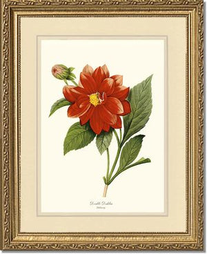 Dahlia