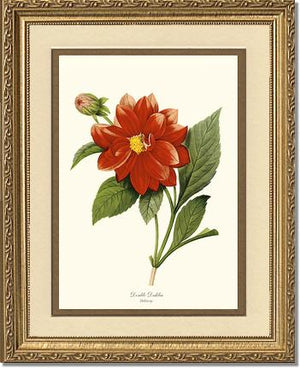 Dahlia