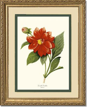 Dahlia
