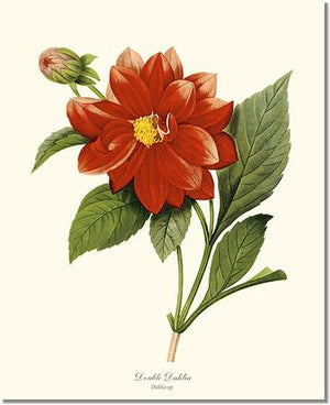 Flower Floral Print:  Dahlia