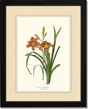 Daylily, Common | Flower/Floral Art Print