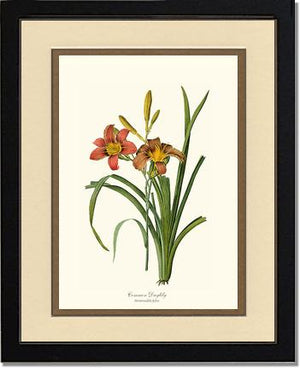Daylily, Common | Flower/Floral Art Print