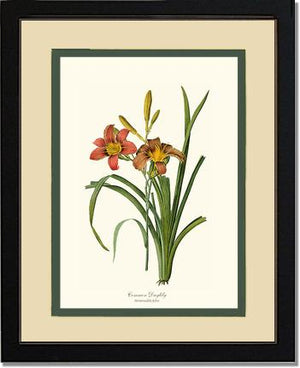 Daylily, Common | Flower/Floral Art Print