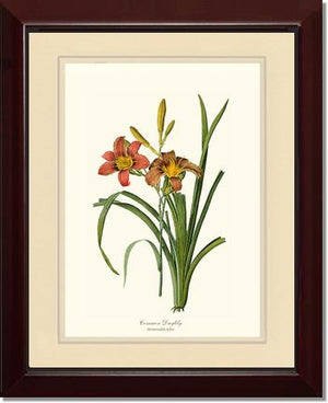 Daylily, Common | Flower/Floral Art Print