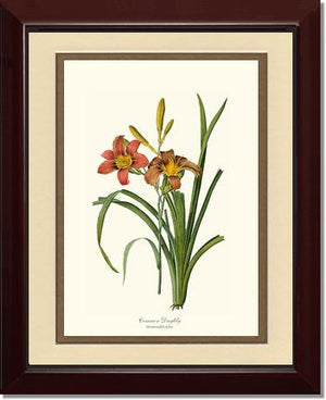 Daylily, Common | Flower/Floral Art Print