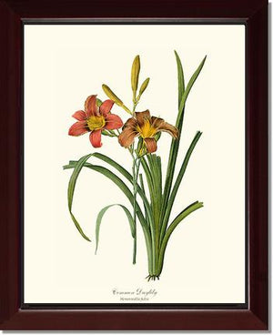 Daylily, Common | Flower/Floral Art Print