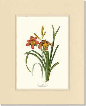 Daylily, Common | Flower/Floral Art Print