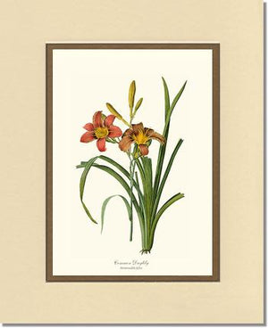 Daylily, Common | Flower/Floral Art Print