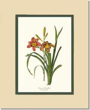 Daylily, Common | Flower/Floral Art Print