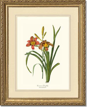 Daylily, Common | Flower/Floral Art Print