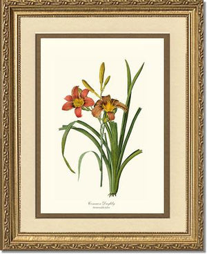 Daylily, Common | Flower/Floral Art Print