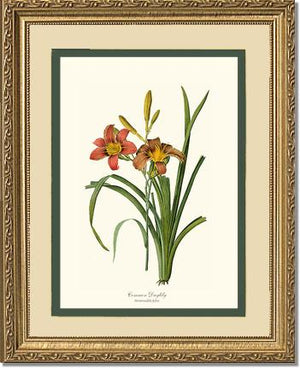 Daylily, Common | Flower/Floral Art Print