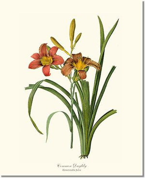 Flower Floral Print:  Daylily, Common