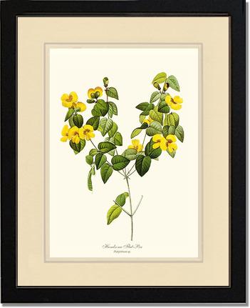 Flat-pea, Handsome | Flower/Floral Art Print