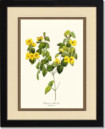 Flat-pea, Handsome | Flower/Floral Art Print