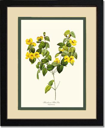 Flat-pea, Handsome | Flower/Floral Art Print