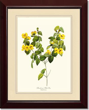 Flat-pea, Handsome | Flower/Floral Art Print