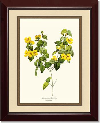 Flat-pea, Handsome | Flower/Floral Art Print