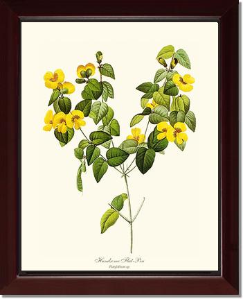 Flat-pea, Handsome | Flower/Floral Art Print