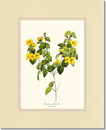 Flat-pea, Handsome | Flower/Floral Art Print