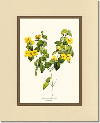 Flat-pea, Handsome | Flower/Floral Art Print