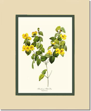 Flat-pea, Handsome | Flower/Floral Art Print