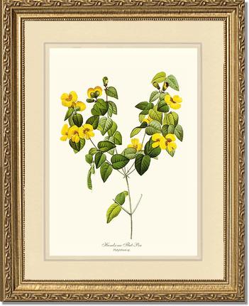 Flat-pea, Handsome | Flower/Floral Art Print