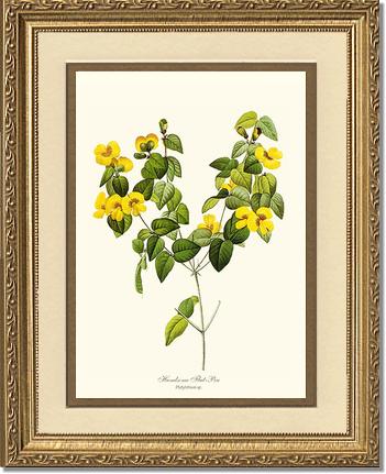 Flat-pea, Handsome | Flower/Floral Art Print