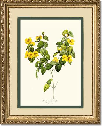 Flat-pea, Handsome | Flower/Floral Art Print