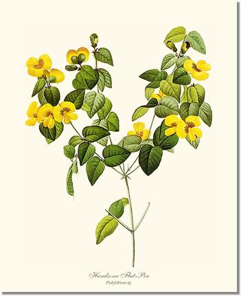 Flower Floral Print:  Flat-pea, Handsome