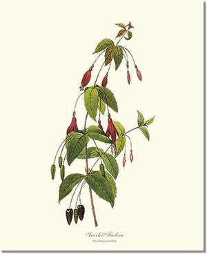 Flower Floral Print:  Fuchsia, Scarlet