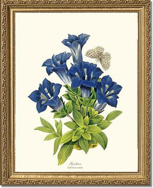 Gentian