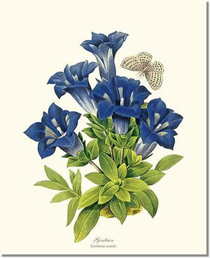 Flower Floral Print: Gentian