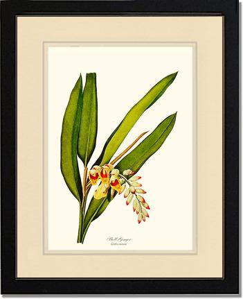 Ginger, Shell | Flower/Floral Art Print