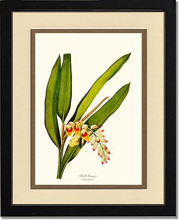 Ginger, Shell | Flower/Floral Art Print