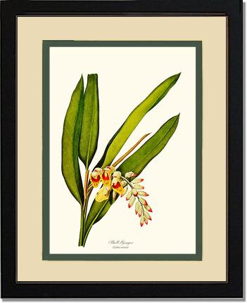 Ginger, Shell | Flower/Floral Art Print