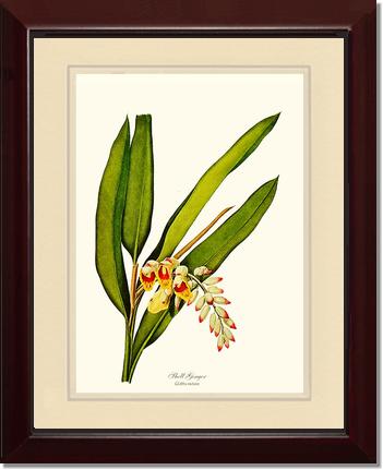 Ginger, Shell | Flower/Floral Art Print