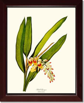Ginger, Shell | Flower/Floral Art Print