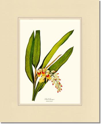 Ginger, Shell | Flower/Floral Art Print