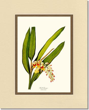 Ginger, Shell | Flower/Floral Art Print
